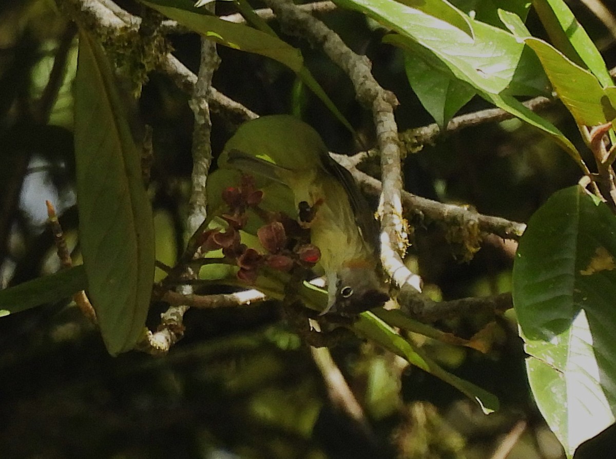 Whiskered Yuhina - ML627539787