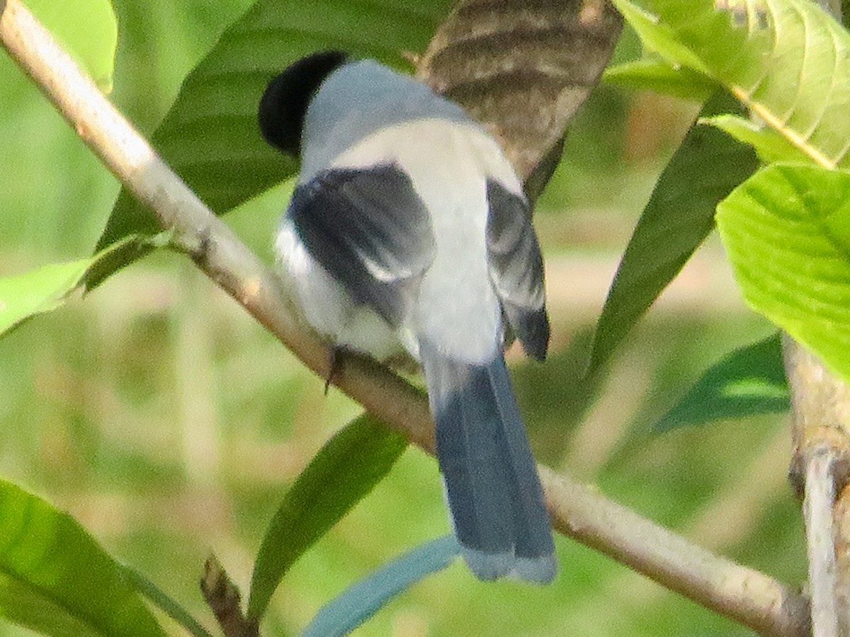 Black-headed Sibia - ML627539801