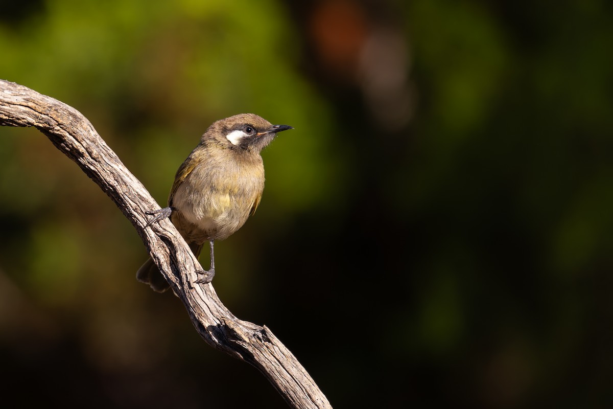 White-eared Honeyeater - ML627539834
