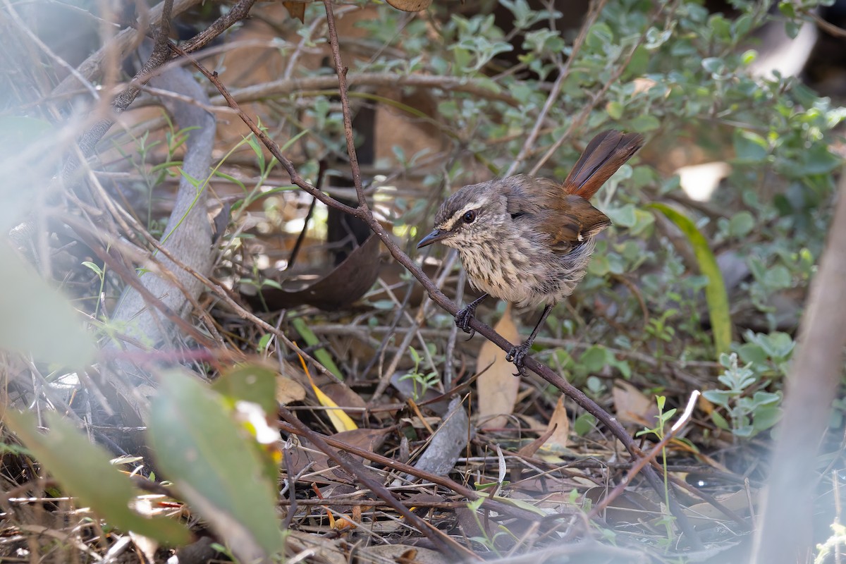Shy Heathwren - ML627539853