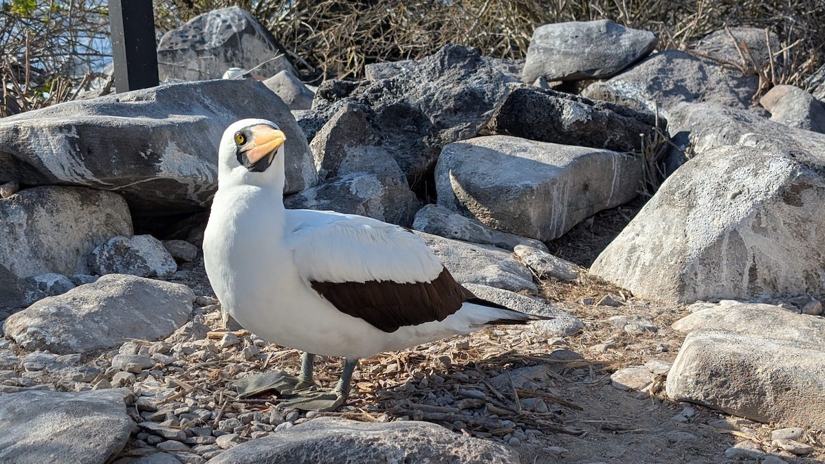 Nazca Booby - ML627539860