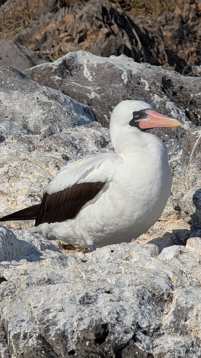 Nazca Booby - ML627539861