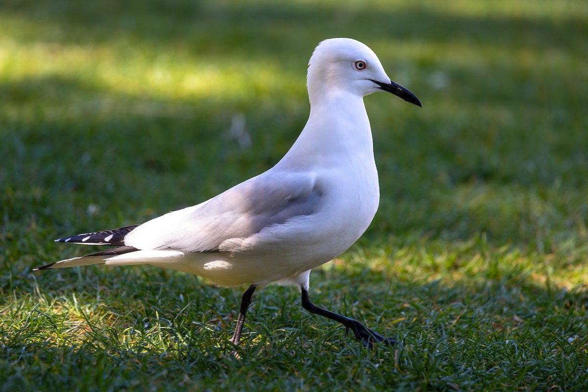 Black-billed Gull - ML627539879