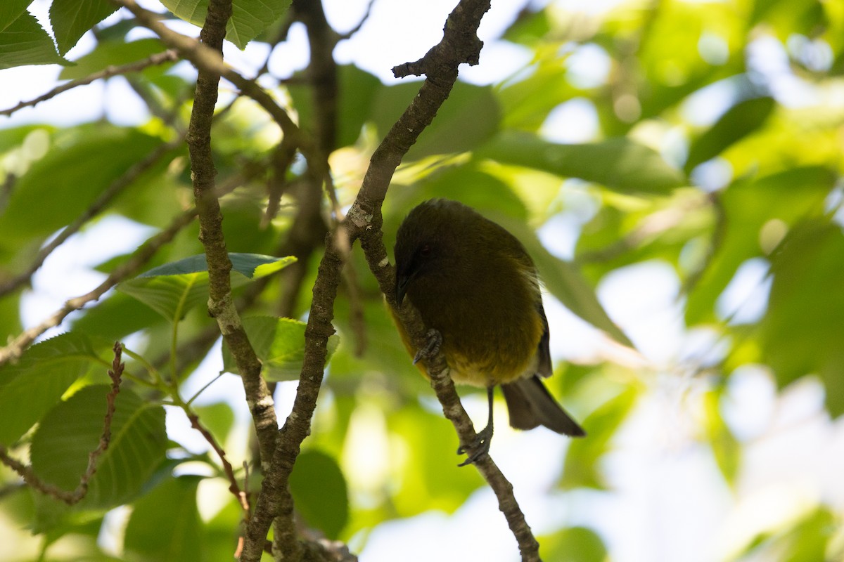 New Zealand Bellbird - ML627539881