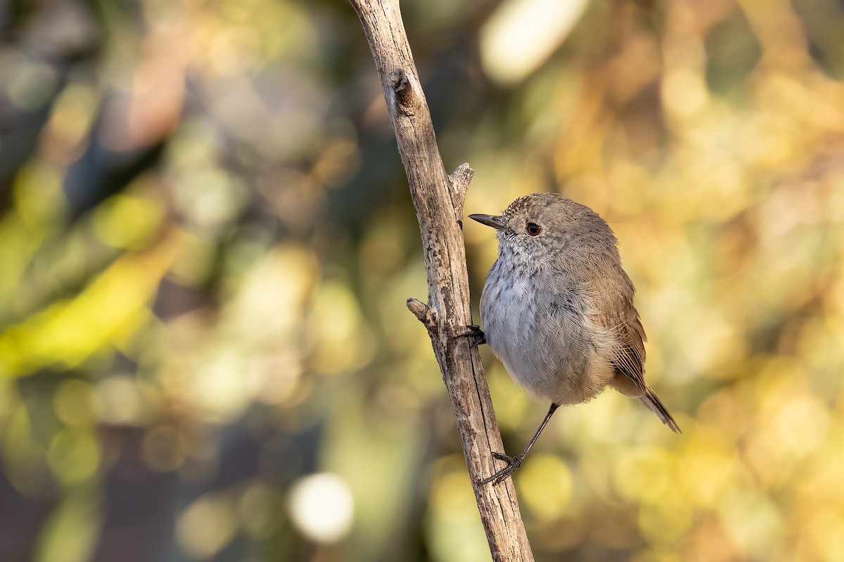 Inland Thornbill - ML627539886