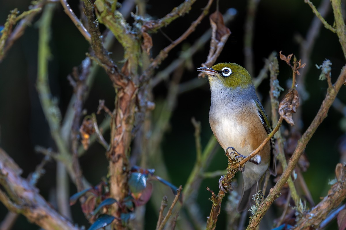 Silvereye - ML627539893