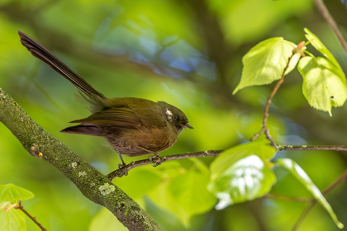 New Zealand Fantail - ML627539897