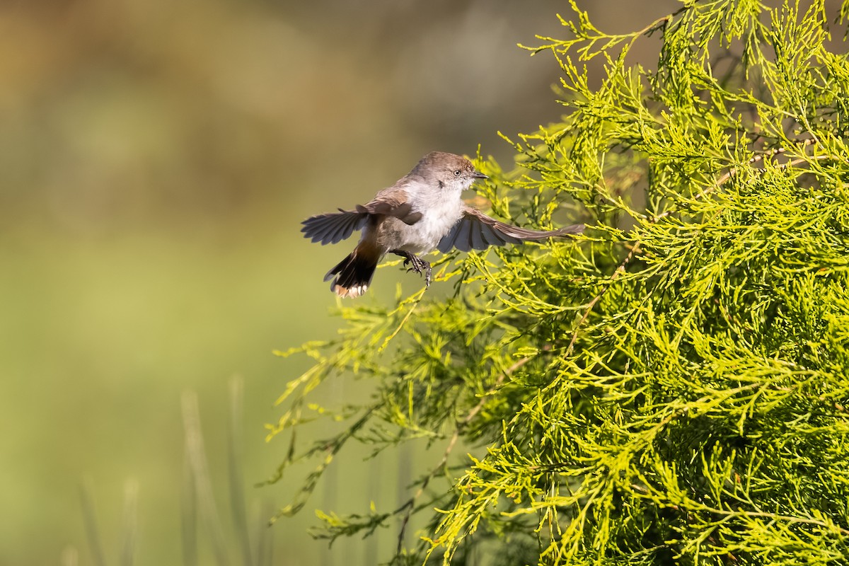 Chestnut-rumped Thornbill - ML627539898