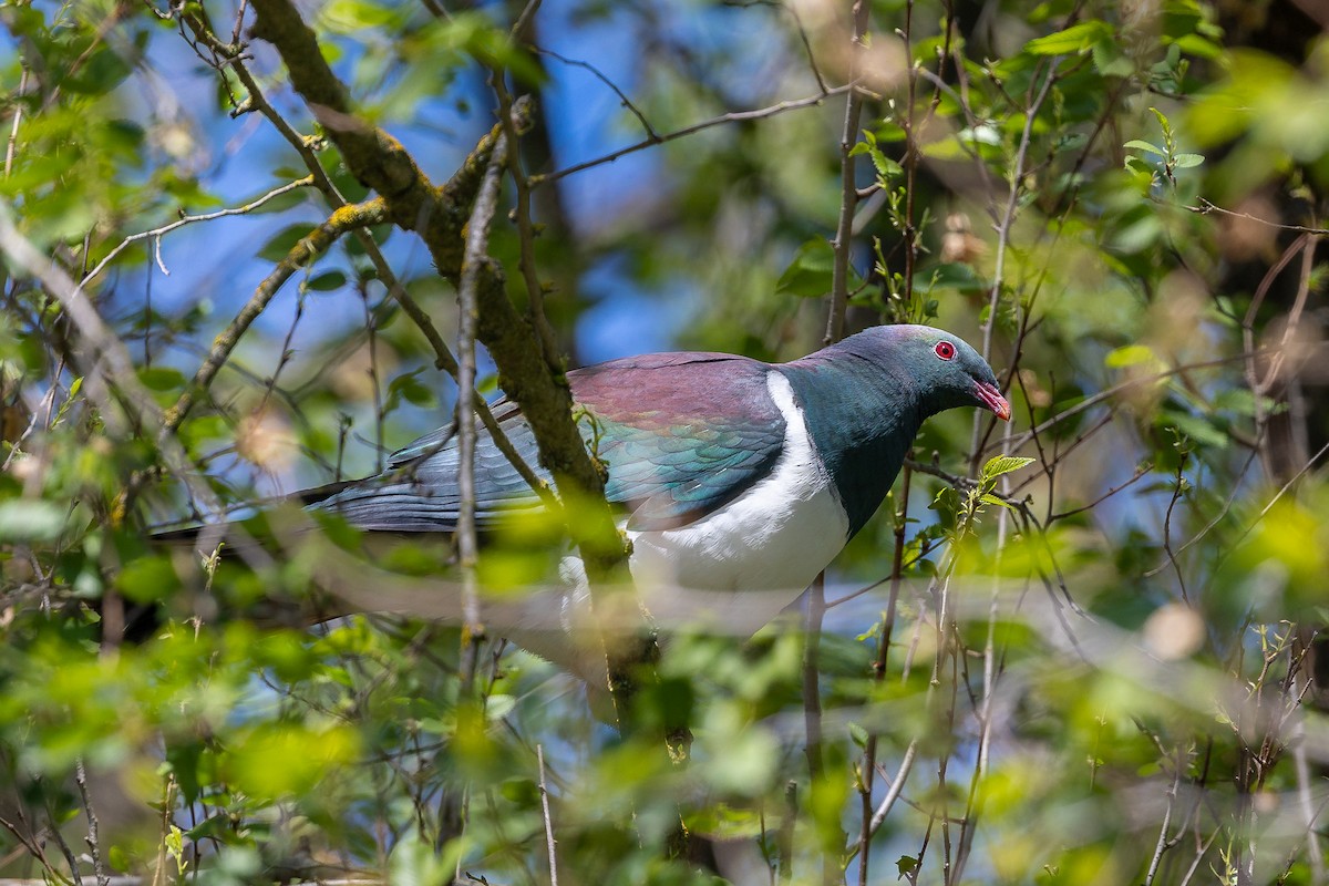 New Zealand Pigeon - ML627539899