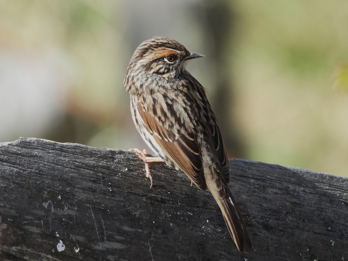 Rufous-breasted Accentor - ML627539901