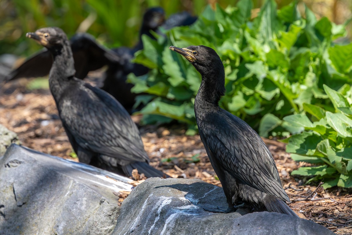 Little Pied Cormorant - ML627539936