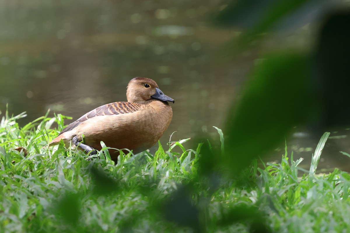 Dendrocygne siffleur - ML627539963