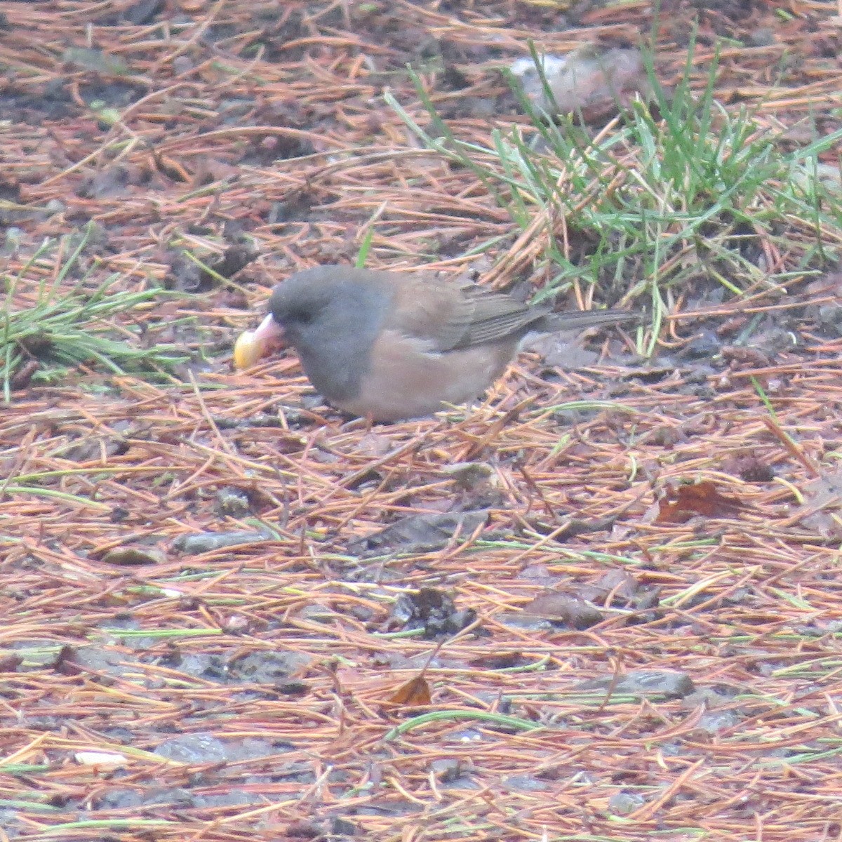 Dark-eyed Junco (Oregon) - ML627539993