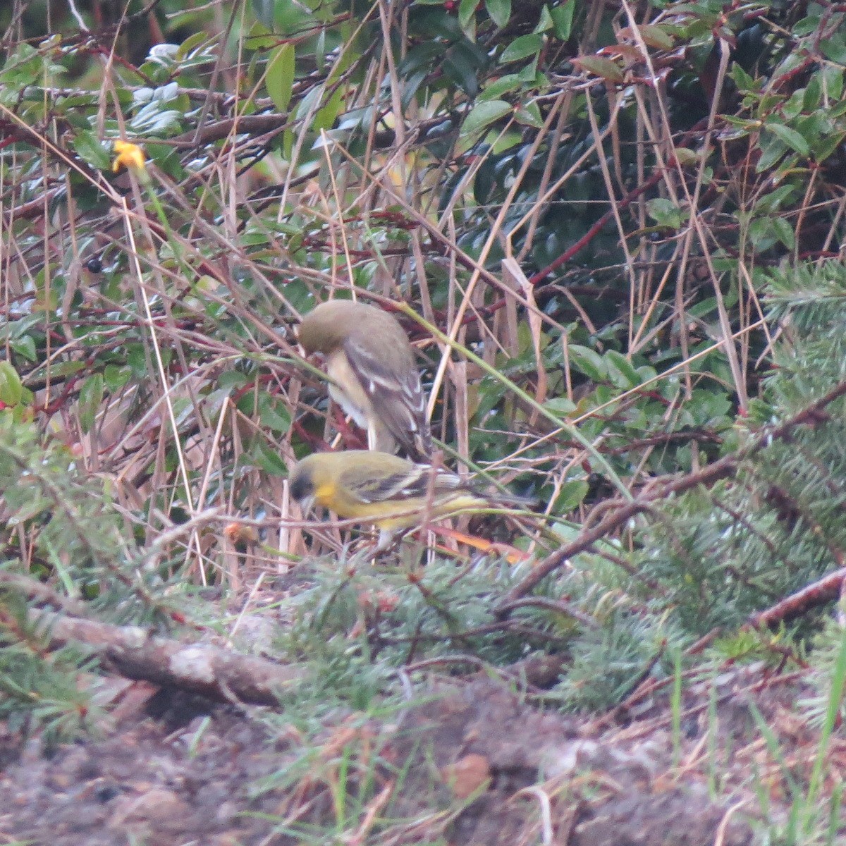 Lesser Goldfinch - ML627540006