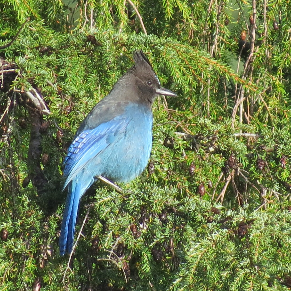 Steller's Jay - ML627540014