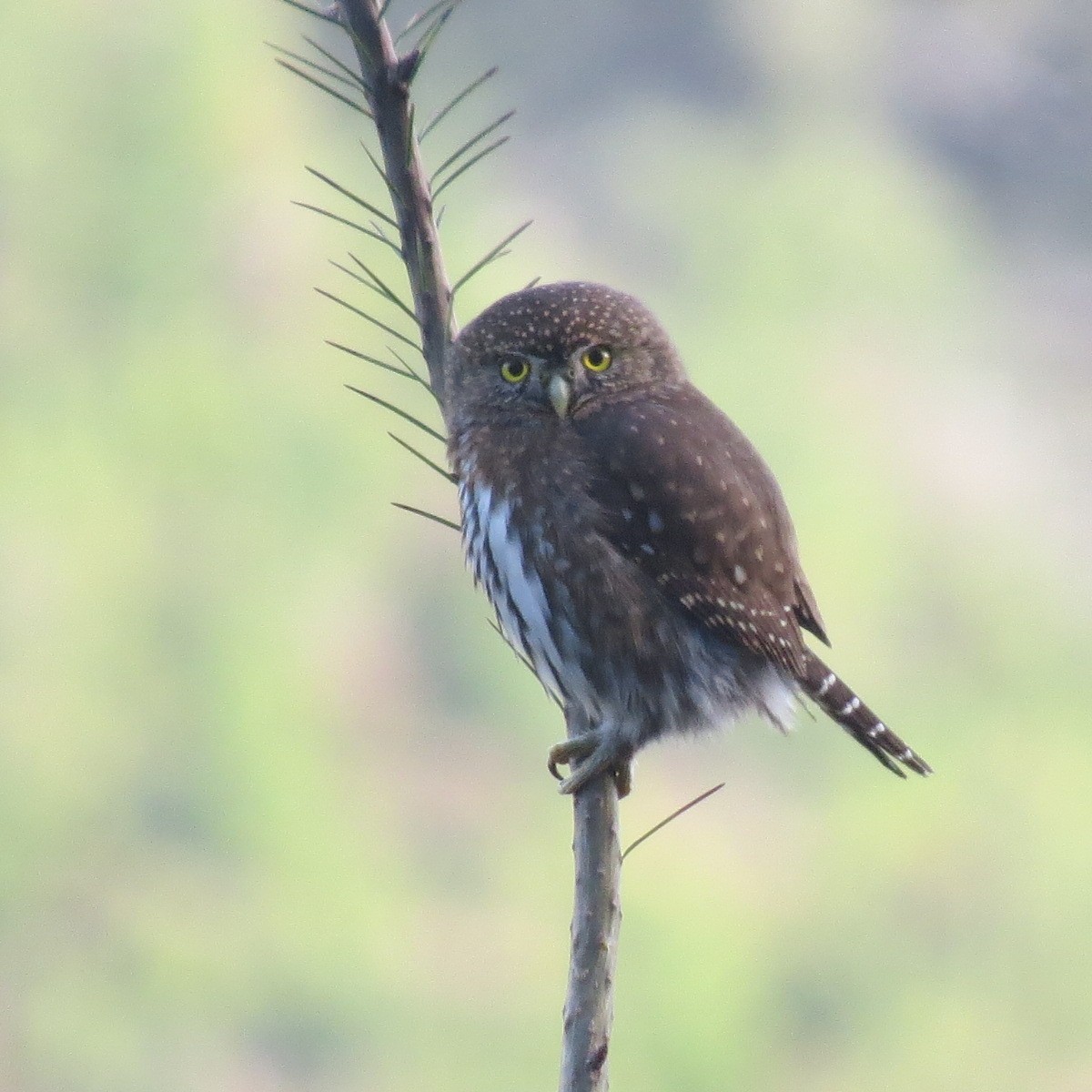 Northern Pygmy-Owl - ML627540032