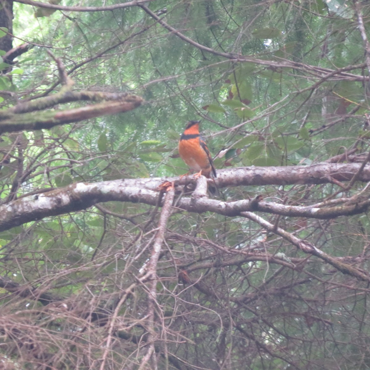 Varied Thrush - ML627540054