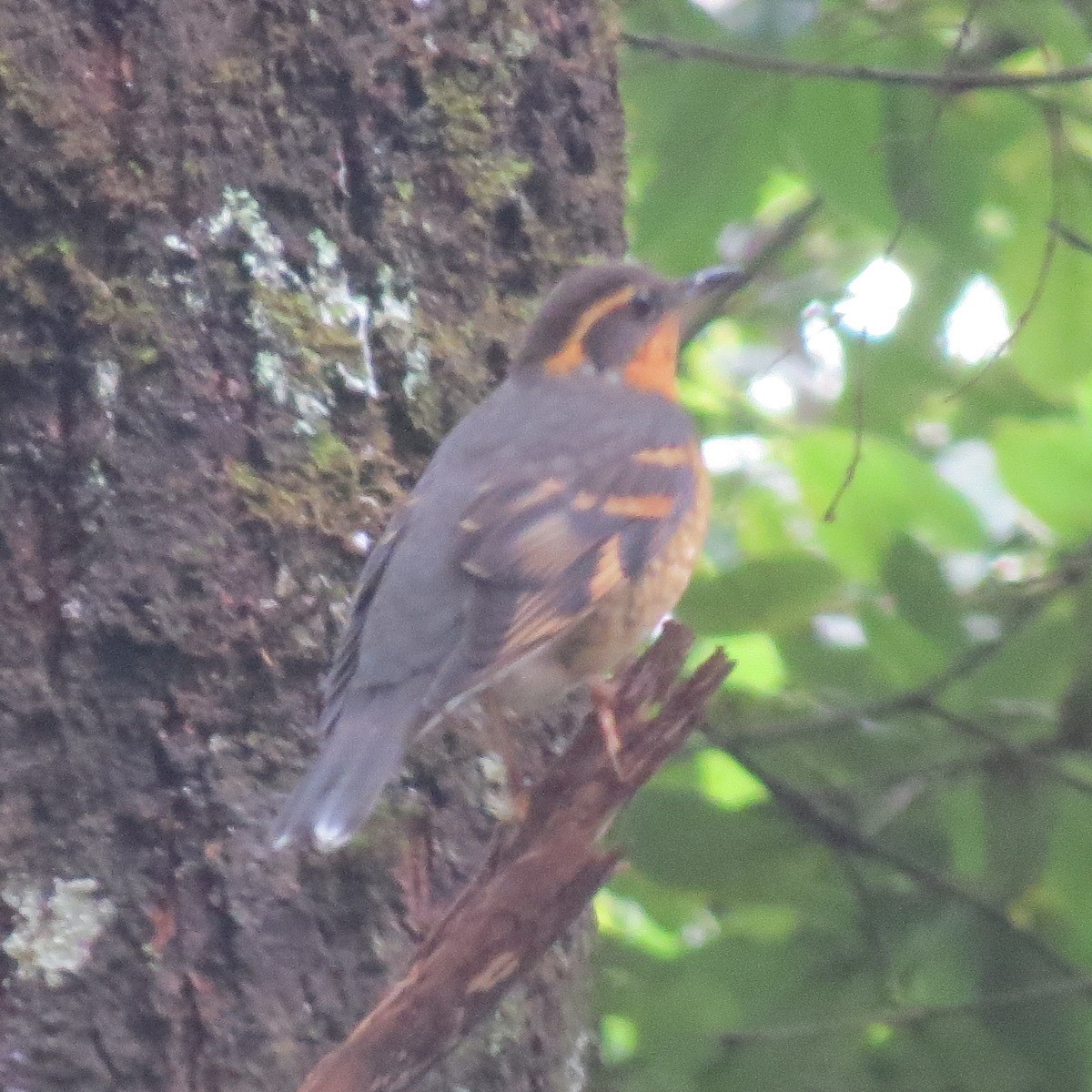 Varied Thrush - ML627540055