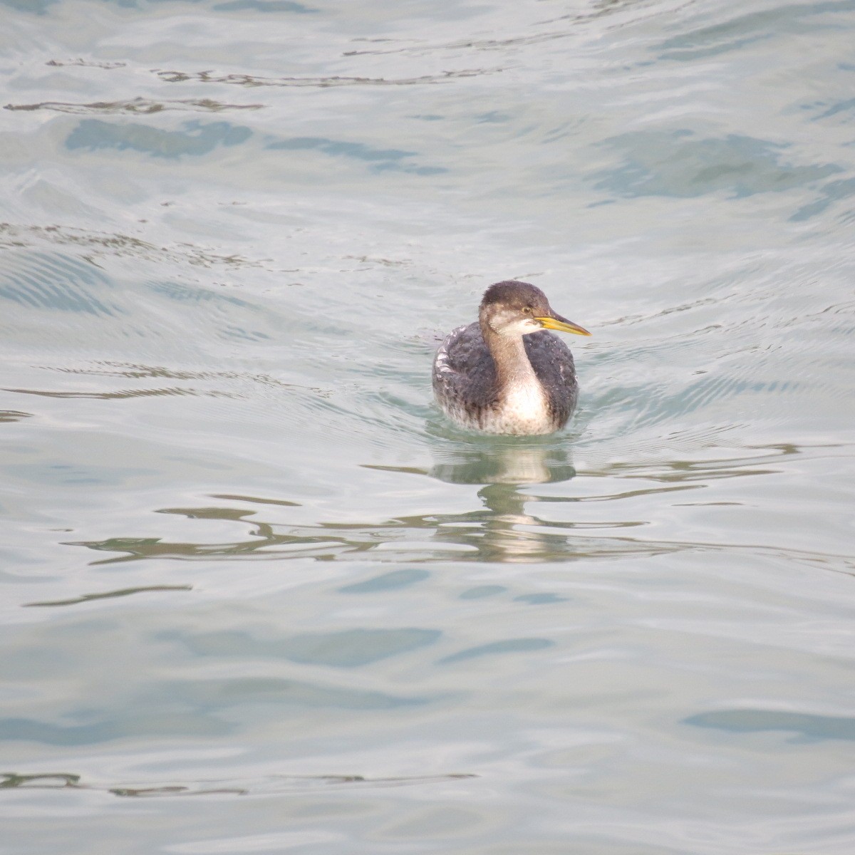 赤頸鸊鷉 - ML627540076