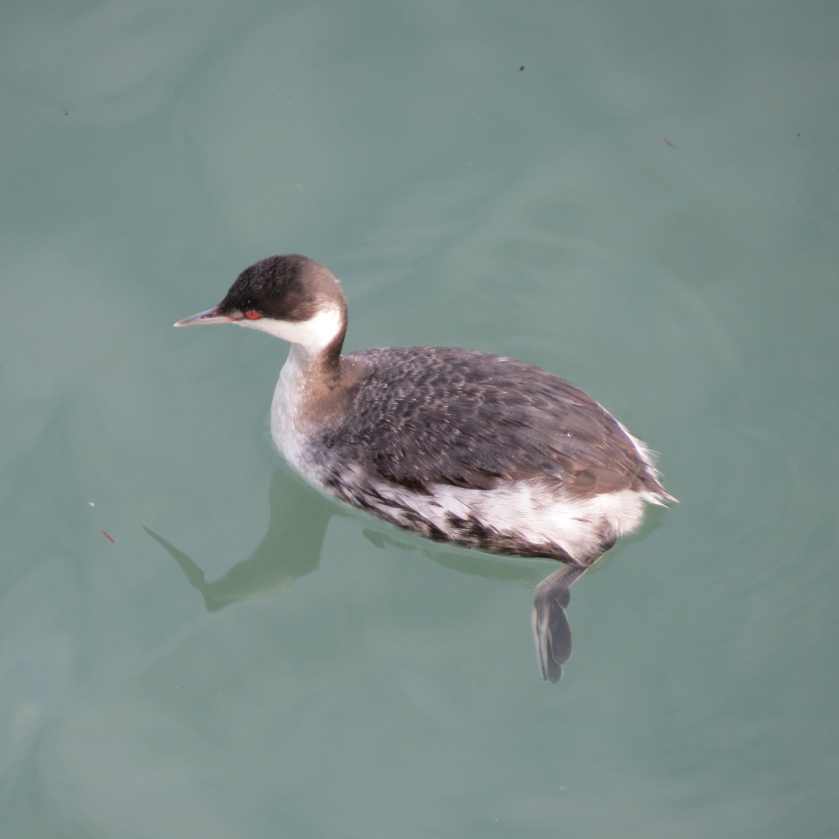 角鸊鷉 - ML627540094