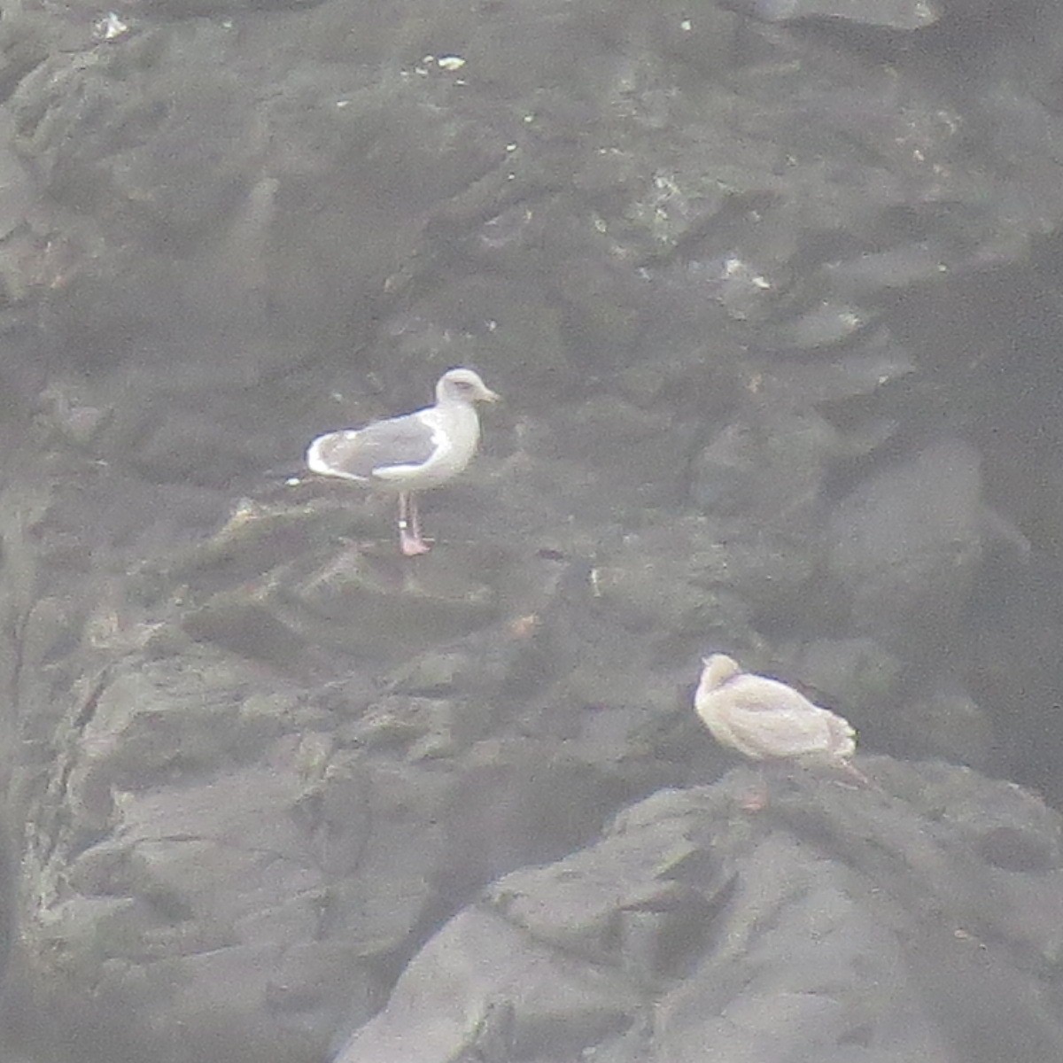 Western Gull - ML627540115