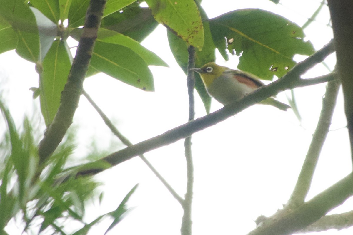 Chestnut-flanked White-eye - ML627540129