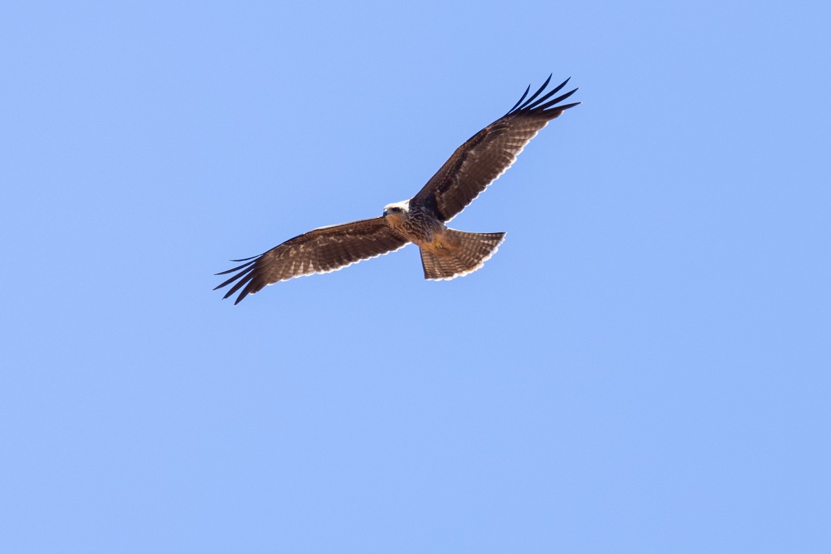 Black Kite - ML627540156
