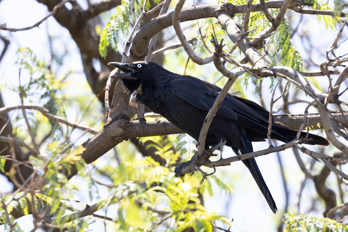 Little Crow - ML627540182