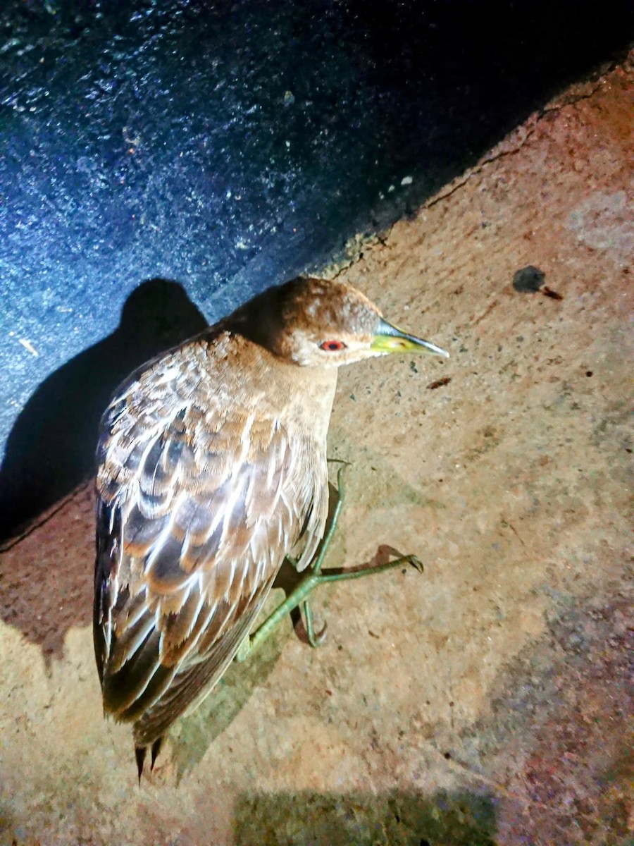 Striped Crake - ML627540257