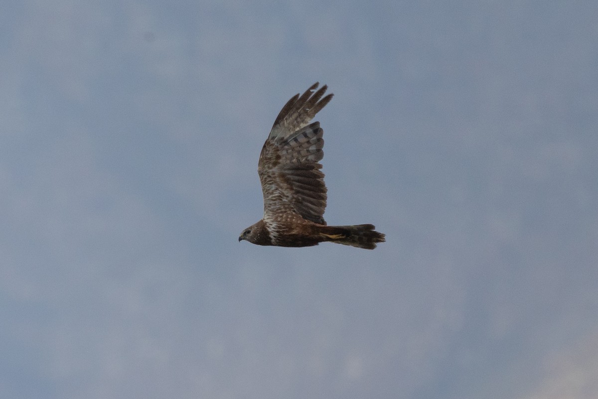 African Marsh Harrier - ML627540461