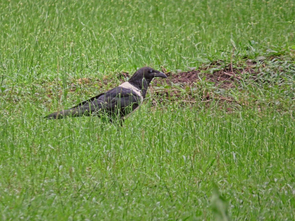 Cuervo Pío - ML627540608