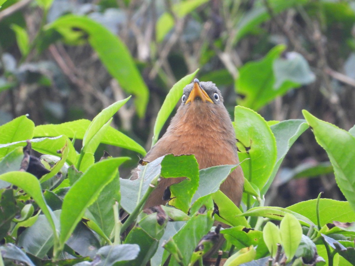 Rufous Babbler - ML627540815