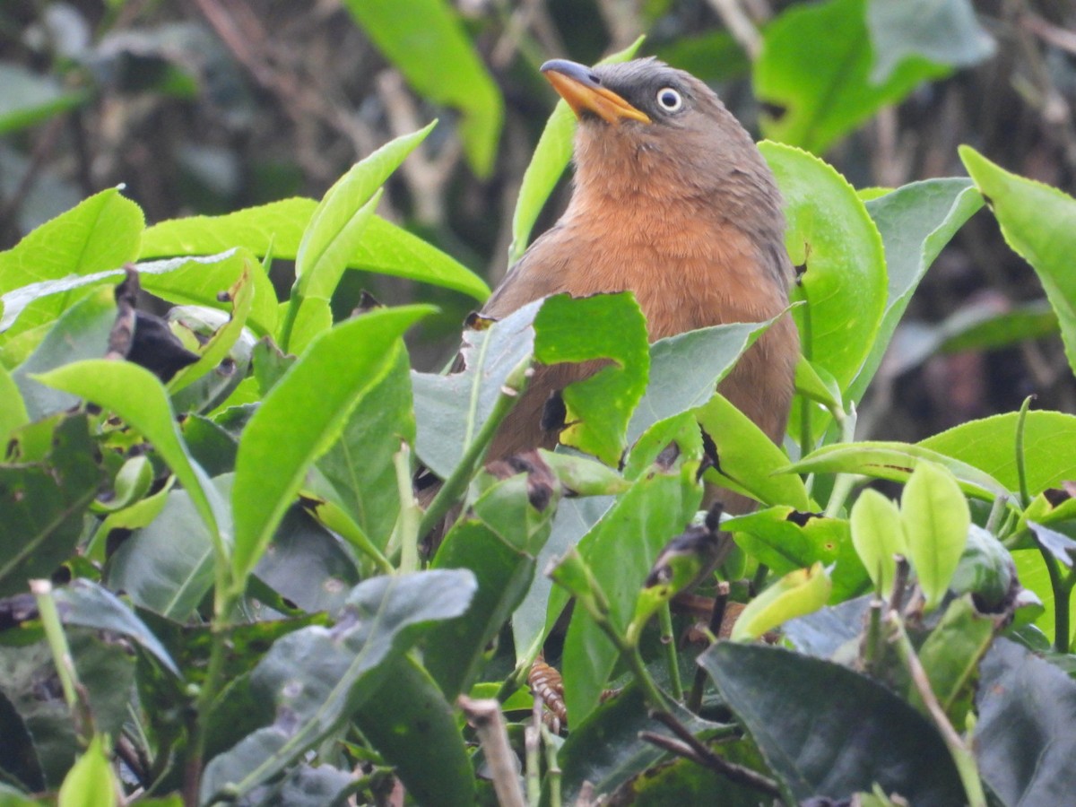 Rufous Babbler - ML627540816