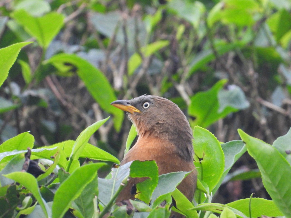 Rufous Babbler - ML627540817