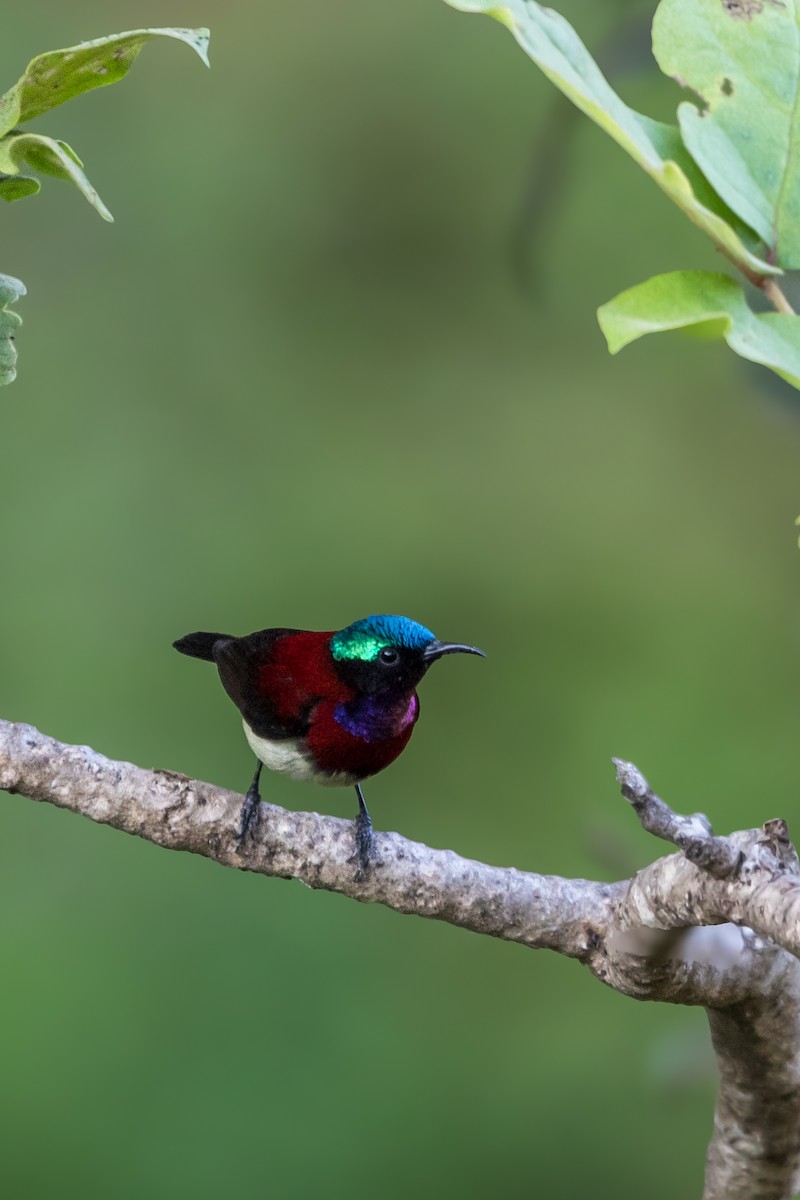 Crimson-backed Sunbird - ML627540821