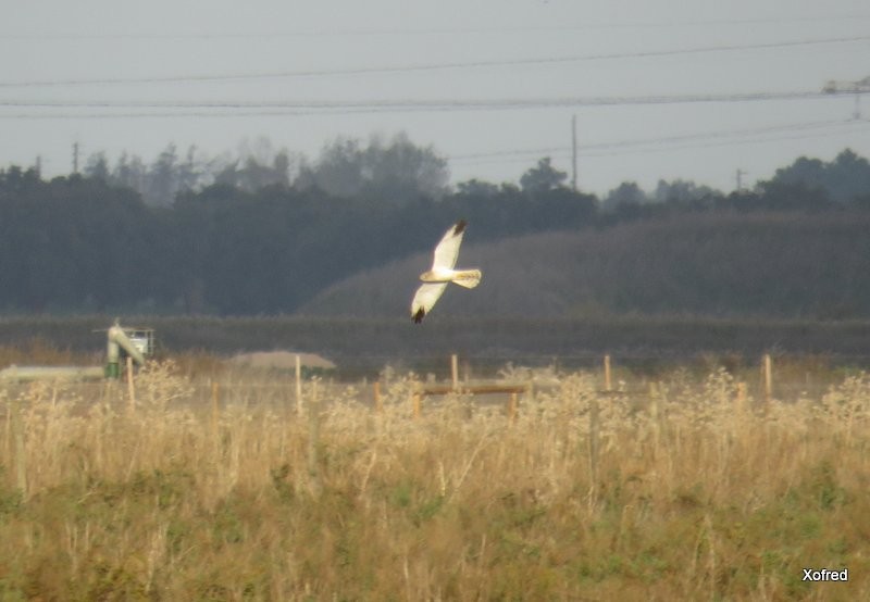 Pallid Harrier - ML627540982