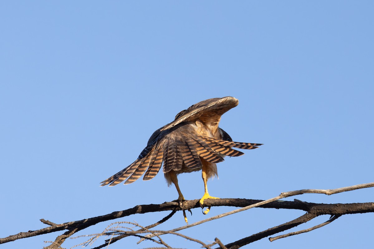 Australian Hobby - ML627541033