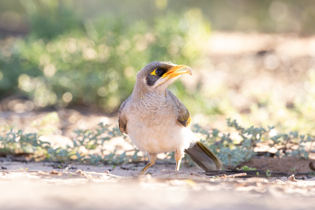 Yellow-throated Miner - ML627541047