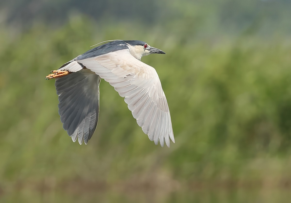 Black-crowned Night Heron - ML627541122