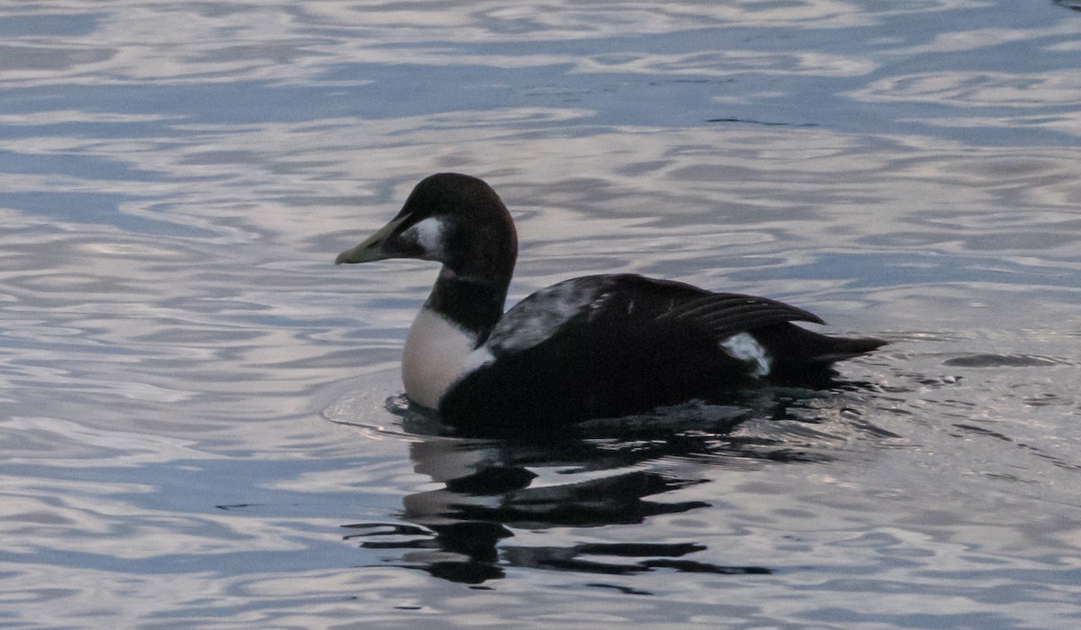 Common Eider - ML627541607