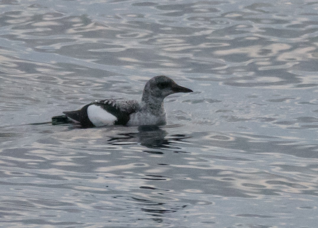 Black Guillemot - ML627541643