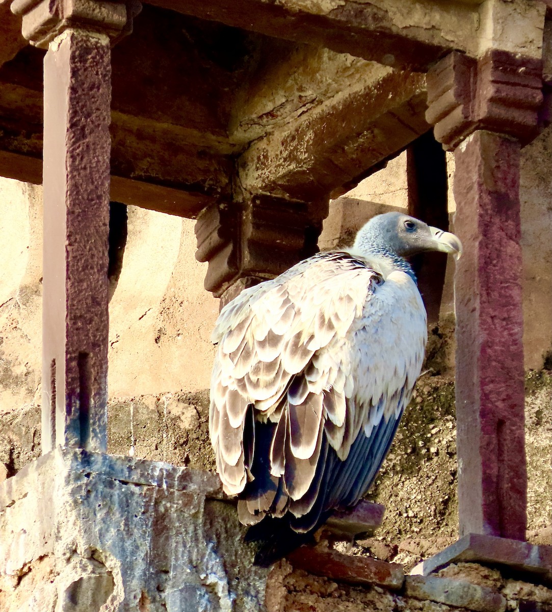 Indian Vulture - ML627541649