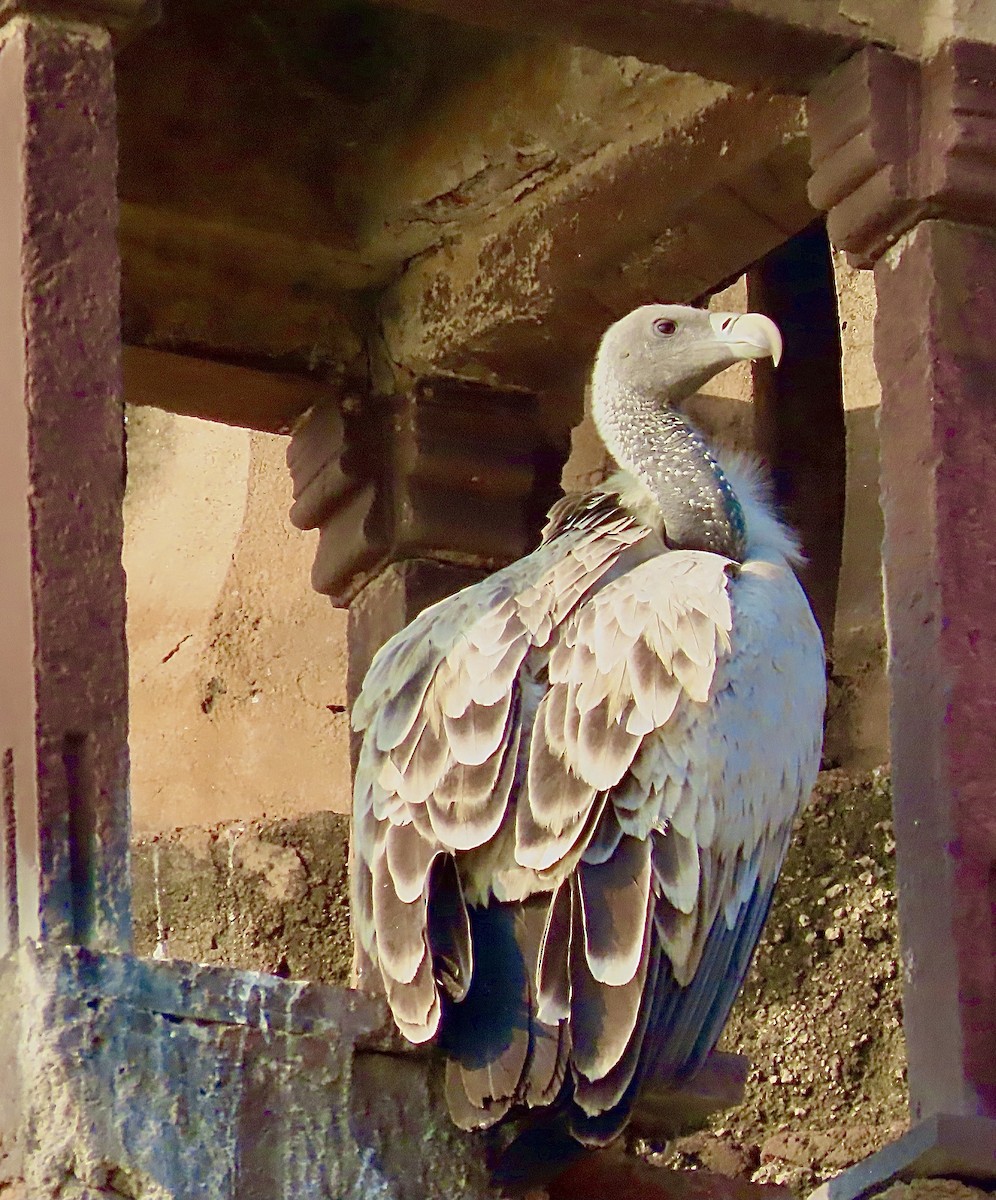 Indian Vulture - ML627541650