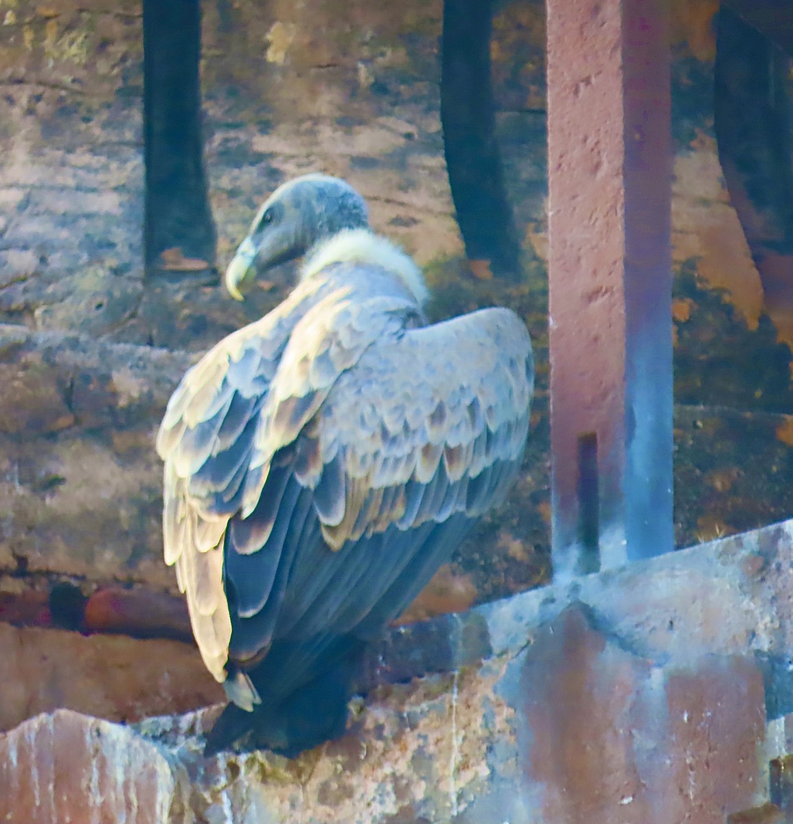 Indian Vulture - ML627541651