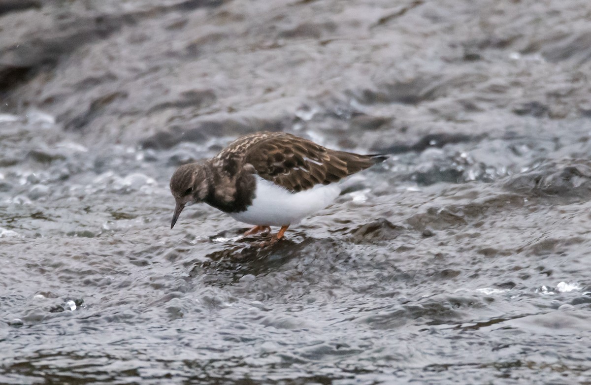 Ruddy Turnstone - ML627541659