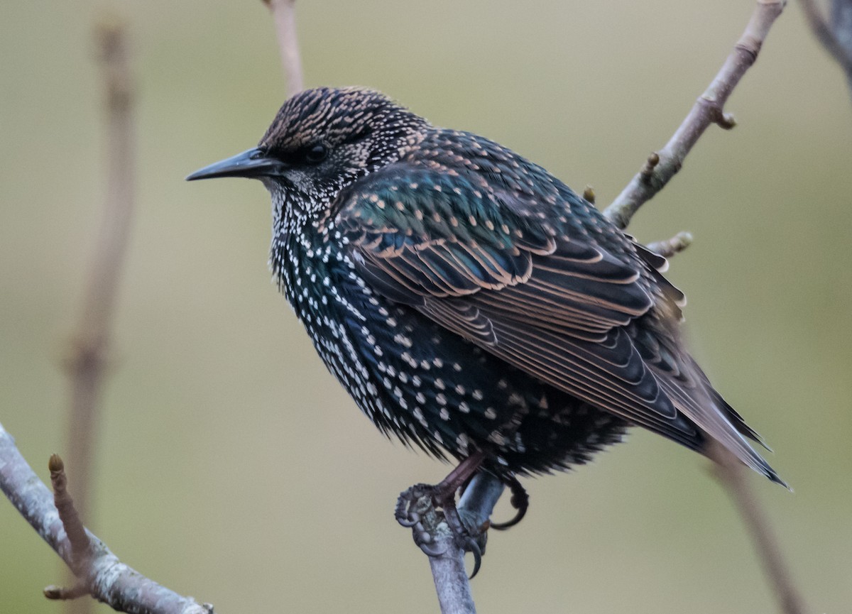 European Starling - ML627541670