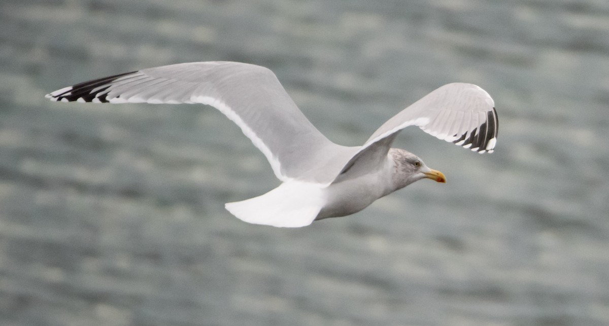 European Herring Gull - ML627541687