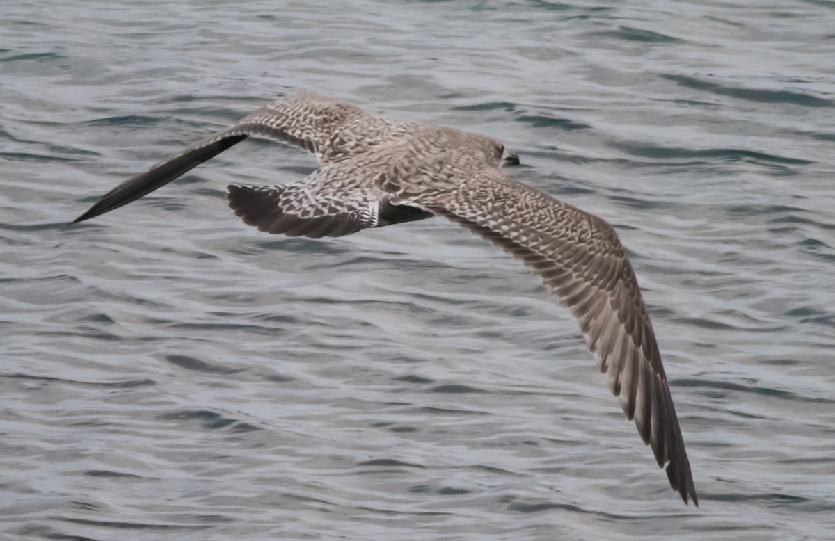 European Herring Gull - ML627541690