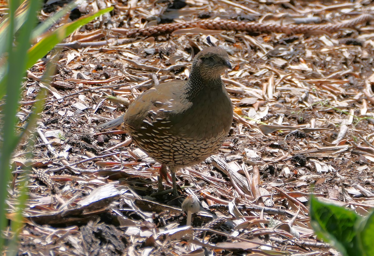 Galeper kaliforniarra - ML627541773