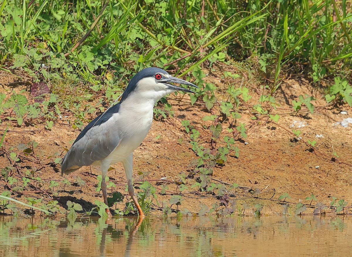 Black-crowned Night Heron - ML627541778